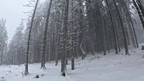 Camera movement from bottom to top on a beautiful snowy forest with fog Stock Footage 317847509