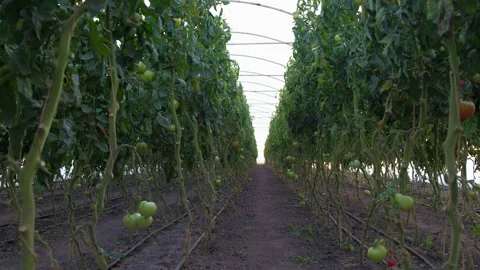 Camera movement from bottom to top on bushes with tomatoes. Stock Footage 160082822