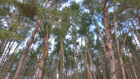 Camera movement from bottom to top at the edge of the forest to reveal trees Stock-Footage 330923621