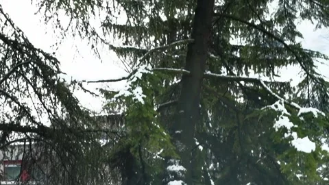 Camera movement from bottom to top in a snowy setting Stock Footage 331858296