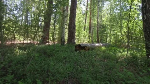 Camera movement bottom: Wild overgrown forest with fallen trees and old stumps Stock Footage