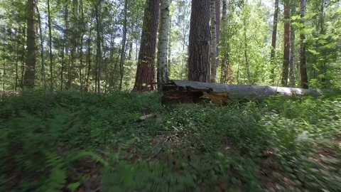 Camera movement bottom: Wild overgrown forest with fallen trees and old stumps Stock Footage