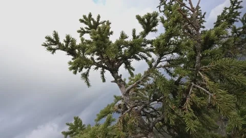 Camera movement from a close-up of a spruce to a general shot of the rocks. Stock-Footage 169960446