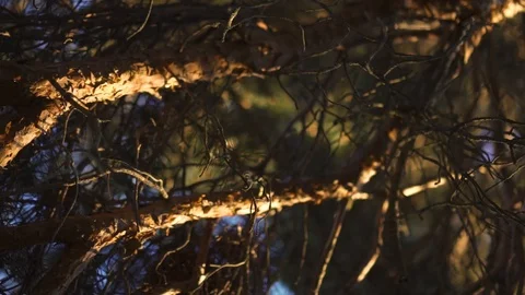 Camera movement on the crown of a tree at sunset Stock Footage 108929650