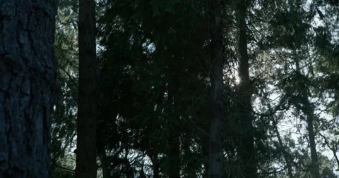 Camera movement in dense pine forest Stock Footage 328936880