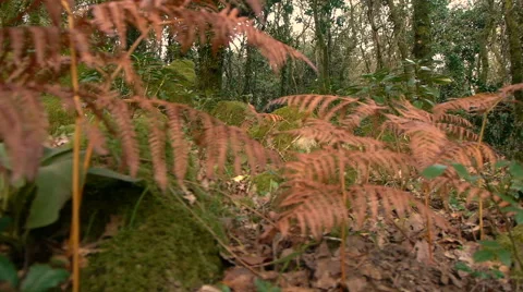 Camera movement with dried ferns in the foreground Stock Footage 43216239