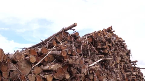 Camera movement of a eucalyptus logs harvested from a planted eucalyptus forest Stock Footage 247026104