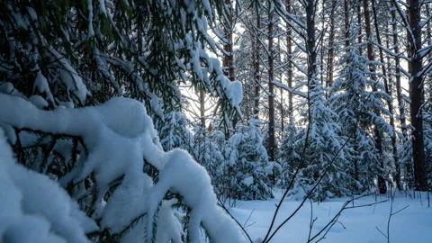 Camera movement in a fabulous winter forest forward between the trees, bright Stock Footage 265032404