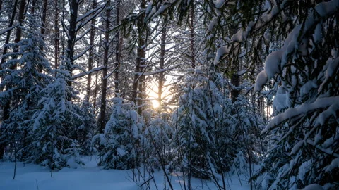 Camera movement in a fabulous winter forest right between the trees, bright sun Stock Footage 265284397