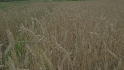 Camera movement on the field surface Stock Footage 92845587