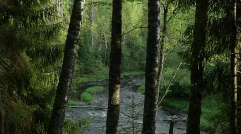 The camera movement in the forest, between the trunks of the trees Stock Footage 67479188