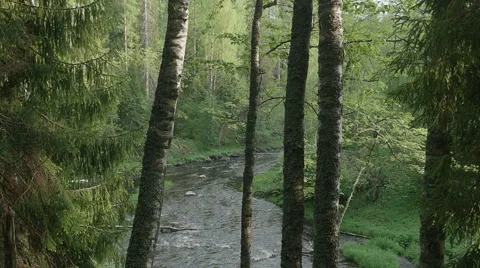 The camera movement in the forest, between the trunks of the trees Stock Footage 67479820