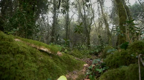 Camera movement from the forest floor fog Stock Footage 43183933