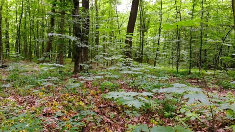 Camera movement in the forest Stock Footage 91564562