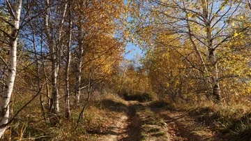 Camera movement up to the forest road and sun shining through the foliage. Stock Footage 86033781
