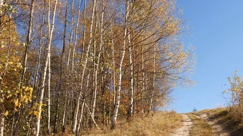 Camera movement up to the forest road. Beautiful forest in autumn season. Video stock 86025821
