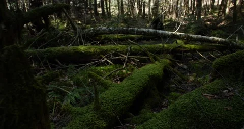 Camera movement forward over spring growth Stock Footage 239887363
