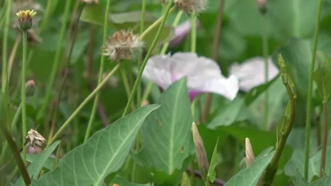 Camera movement, green wild plants, 4K Stock Footage 307659780