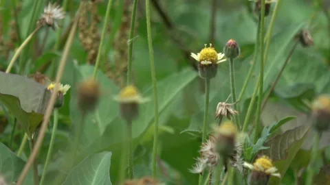 Camera movement, green wild plants, 4K Stock Footage 307659960