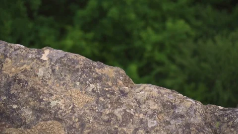 Camera movement from the height of a cliff and trees Stock Footage 108929665