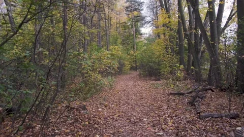 Camera movement imitating first person walking in a park Vidéo 141356567