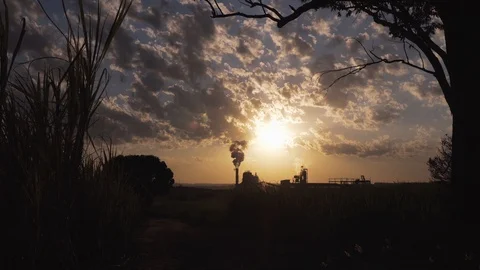 Camera movement in industrial landscape with tree and sugar cane, plant Video stock 118616821