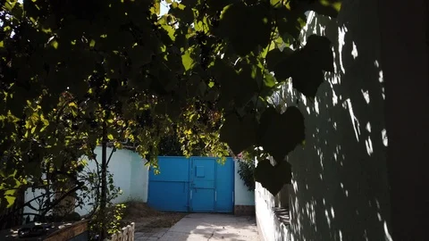 Camera movement inside a canopy of grape leaves. Sunny day. Stock-Footage 115787737