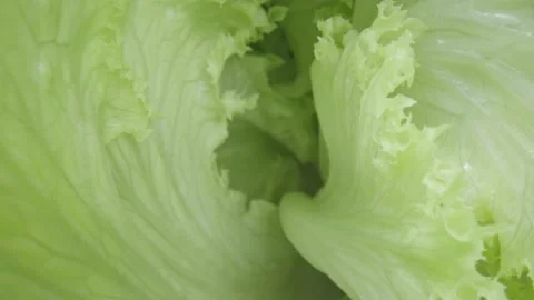 Camera movement inside a head of iceberg salad with juicy green leaves. Leafy Stock Footage 203020602