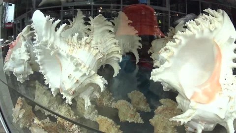 Camera movement on large, white shells on the shop window Video stock 171759158