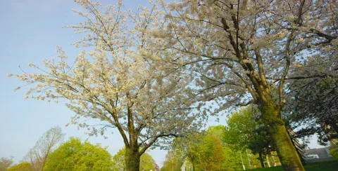 Camera movement left around 2 Cherry Blossom Trees Video stock 64008076