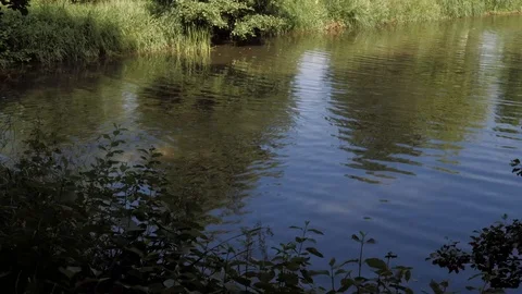 Camera movement from left to right onto a lake with green stuff. Camera Video stock 92269902