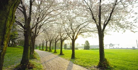 Camera movement left of trees along stone path Stock Footage 64028836