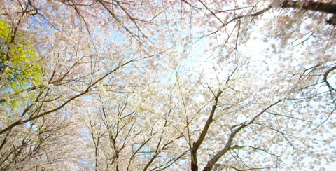 Camera movement left under branches of Cherry Blossom Tree Stock Footage 64025018