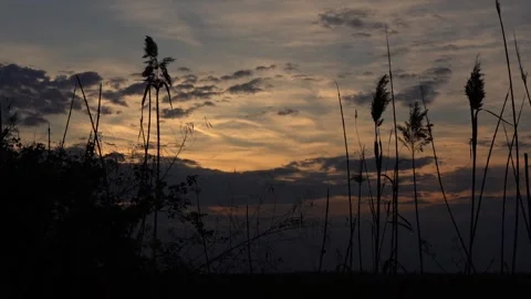 Camera movement to the left, watching the sunset through the plants Video stock 256400615