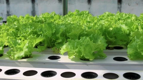 Camera movement on lettuce plants grown in a hydroponic garden Stock Footage 318563924