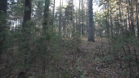 Camera movement at the level of low bushes in the forest Stock Footage 166663750