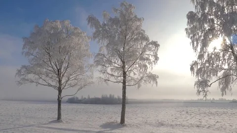 Camera Movement Near Forest In Winter, Sun Is Shining, Frost Glistens On Trees Stock Footage 85120555