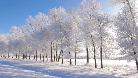 Camera Movement Near Forest In Winter, Sun Is Shining, Frost Glistens On Trees Stock Footage 85133482