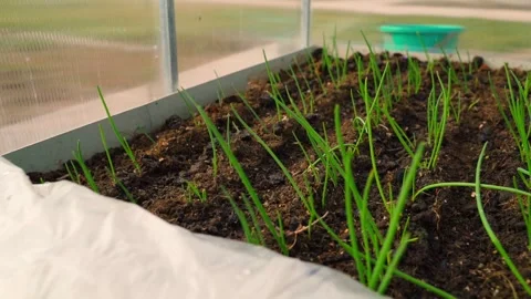 Camera movement over a bed of growing green onions in a greenhouse. The bed in Stock Footage 310168516