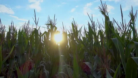 Camera movement over corn tops with sun glare. Stock Footage 202882405