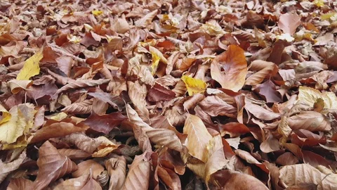 Camera movement over falling on the ground autumn leaves 스톡 동영상 98352957
