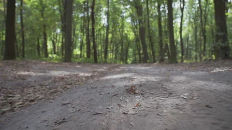 Camera movement over a forest dirt road strewn with autumn yellow dry leaves Stock Footage 141986226