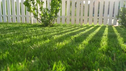 Camera movement over green lawn at sunset, close-up Video stock 313465169