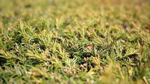 Camera movement over the hedge bush Video stock 130252251