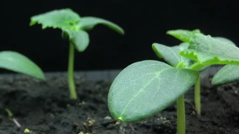 Camera movement past the growing young shoots of cucumber seedlings, macro Stock Footage 124433632