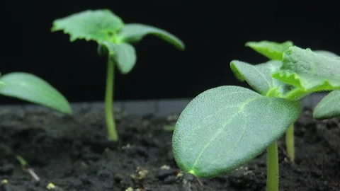 Camera movement past the growing young shoots of cucumber seedlings, macro Stock Footage 124985863