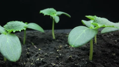 Camera movement past the growing young shoots of cucumber seedlings, macro Stock Footage 124986369