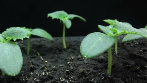 Camera movement past the growing young shoots of cucumber seedlings, macro Stock-Footage 128426281
