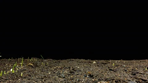 Camera movement past oat stalks sprouting from the ground, time lapse in motion Stock Footage 124793899