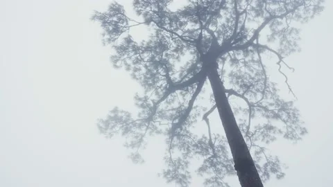 Camera movement pine trees in the fog taken in low angle view Stock Footage 201832000